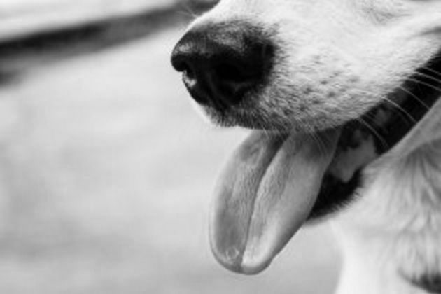 dogtn 