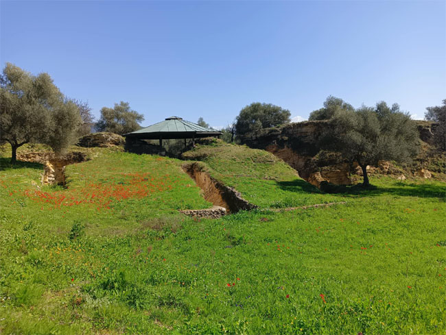 pellana grigorakou